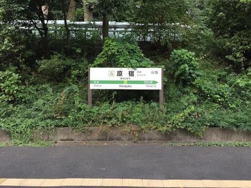 原宿草ぼうぼう.jpg