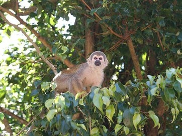 monkey-365794_640.jpg