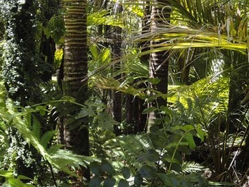 rainforest-78516_640.jpg